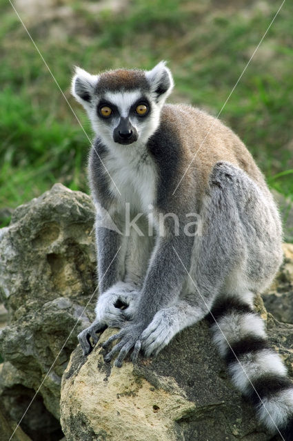 Ringstaartmaki (Lemur catta)