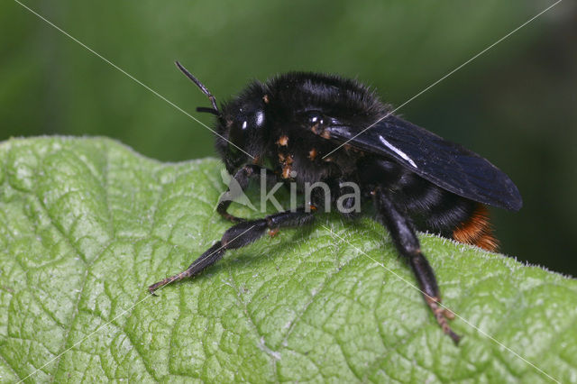 Hill cuckoo bee (Bombus rupestris)