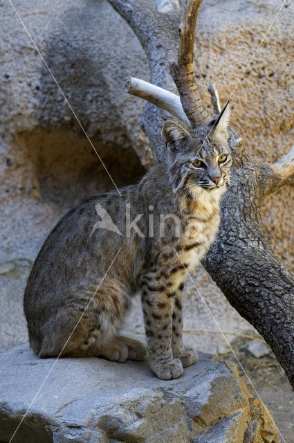 Bobcat (Lynx rufus)
