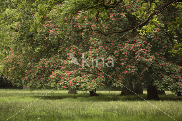 Rode paardenkastanje (Aesculus carnea)