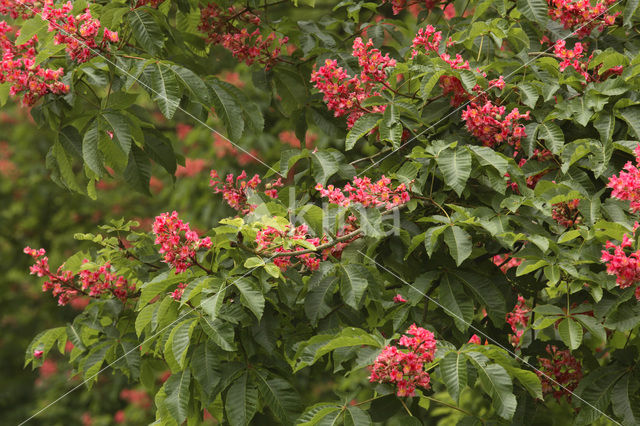 Rode paardenkastanje (Aesculus carnea)