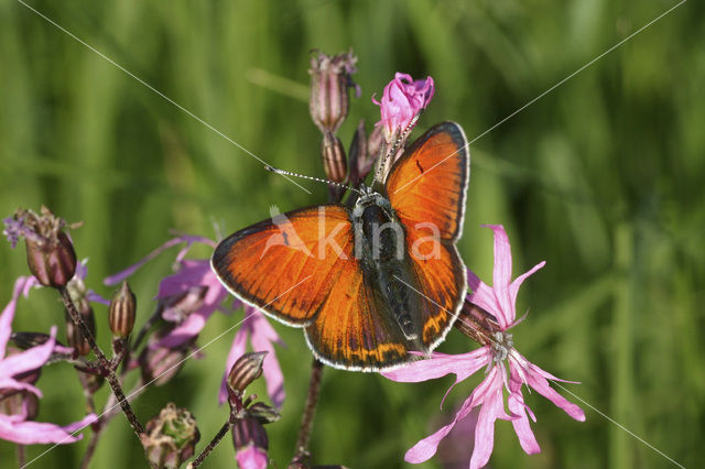 Purple-edged Copper (Lycaena hippothoe)