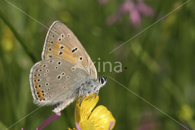 Rode vuurvlinder (Lycaena hippothoe)