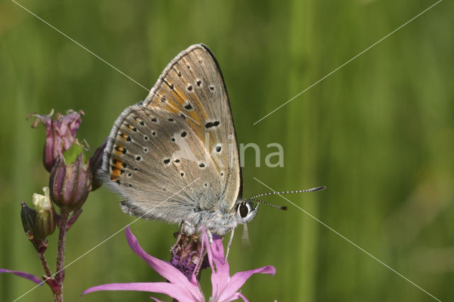 Rode vuurvlinder (Lycaena hippothoe)