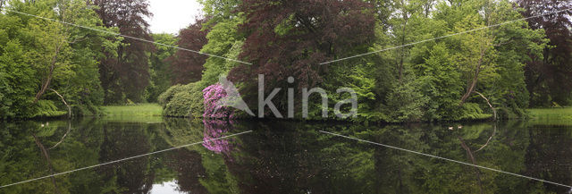 Rododendron (Rhododendron)