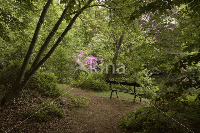 Rododendron (Rhododendron)