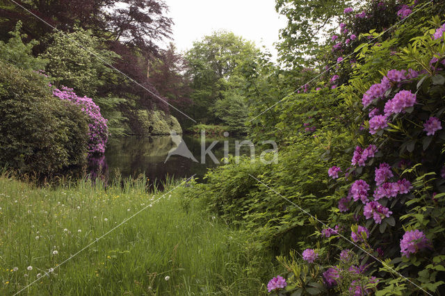 Rododendron (Rhododendron)