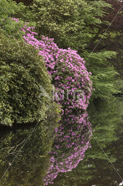 Rododendron (Rhododendron)