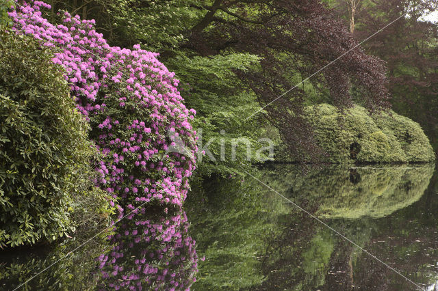 Rododendron (Rhododendron)