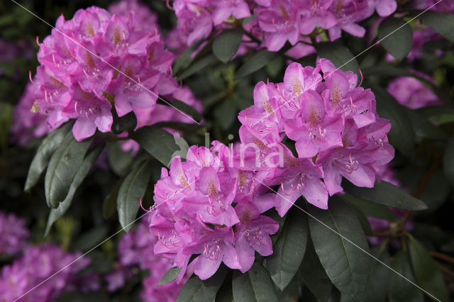 Rododendron (Rhododendron)