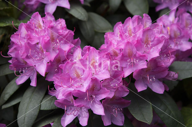 Rhododendron