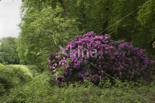 Rododendron (Rhododendron)