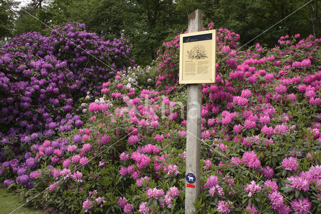 Rododendron (Rhododendron)