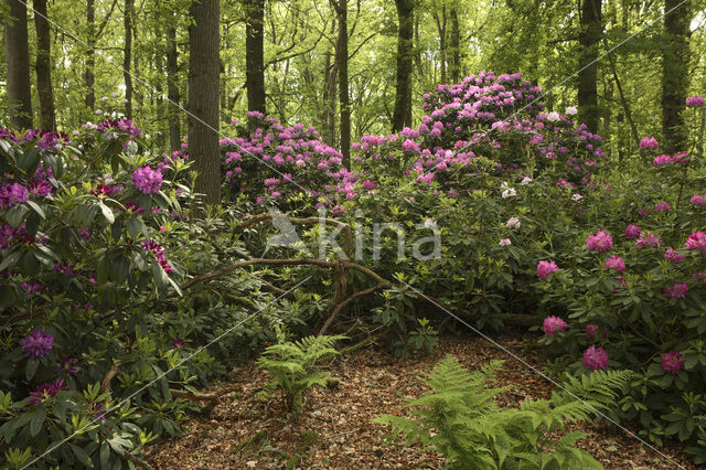 Rododendron (Rhododendron)