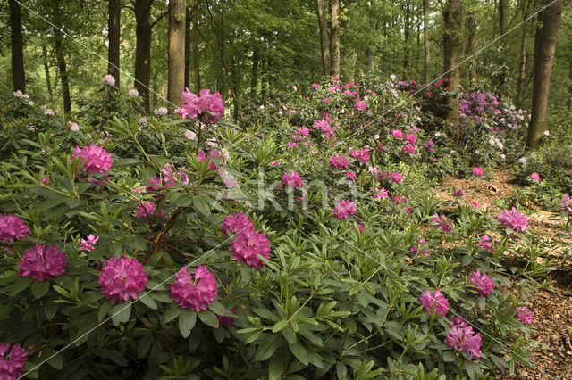 Rododendron (Rhododendron)