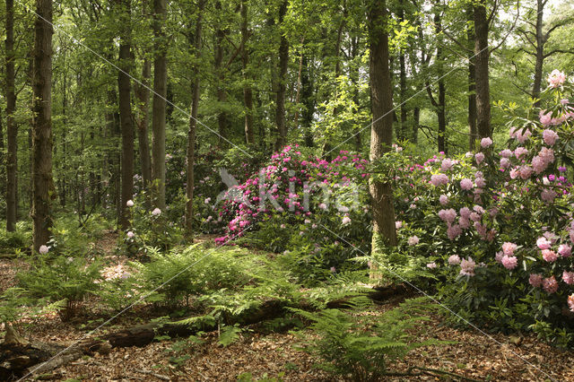 Rododendron (Rhododendron)