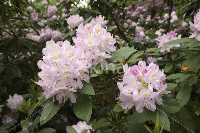 Rododendron (Rhododendron)