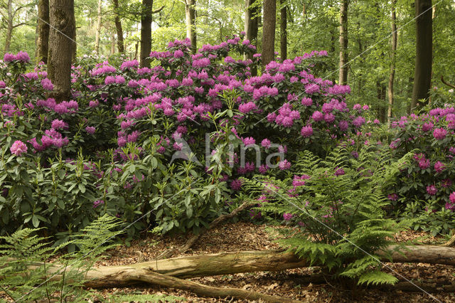 Rododendron (Rhododendron)