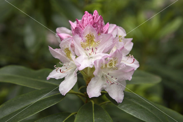 Rododendron (Rhododendron)