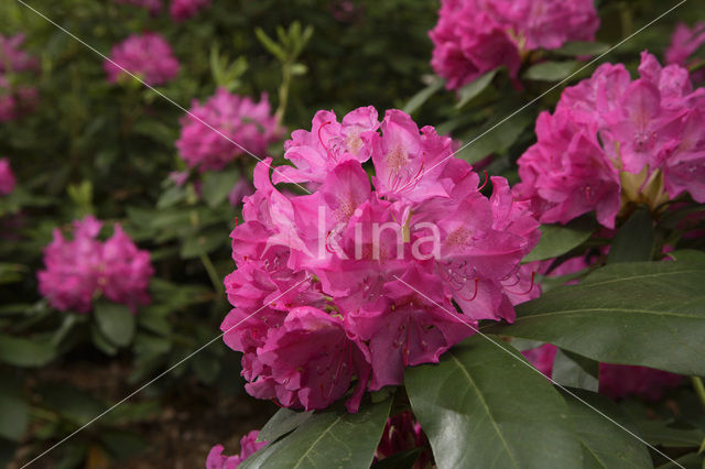 Rododendron (Rhododendron)