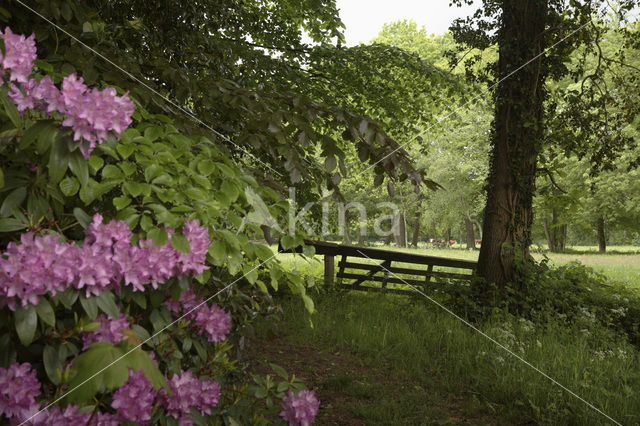 Rododendron (Rhododendron)