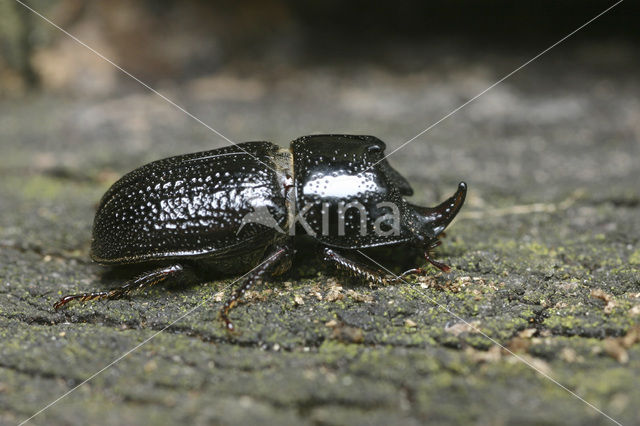 Rolrond vliegend hert (Sinodendron cylindricum)