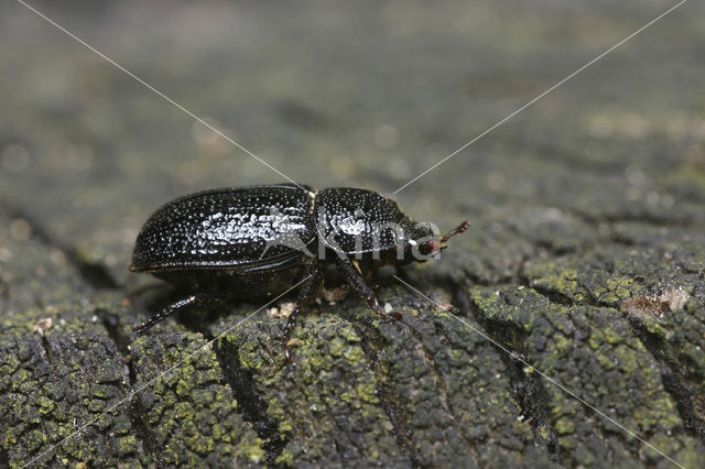 Rolrond vliegend hert (Sinodendron cylindricum)