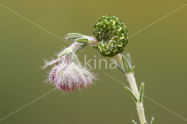 Roodbont heide-uiltje (Anarta myrtilli)