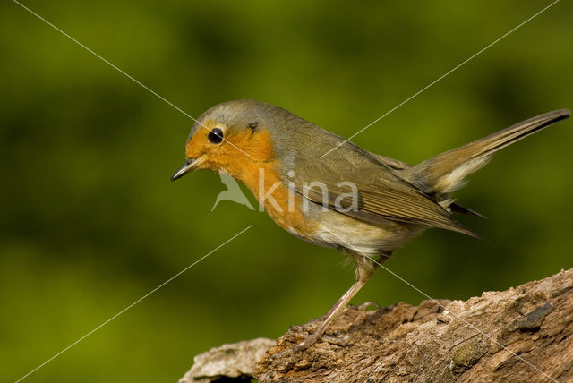 European Robin (Erithacus rubecula)