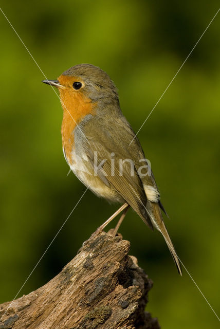 European Robin (Erithacus rubecula)