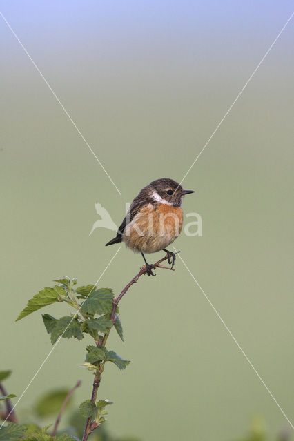 Stonechat (Saxicola rubicola)