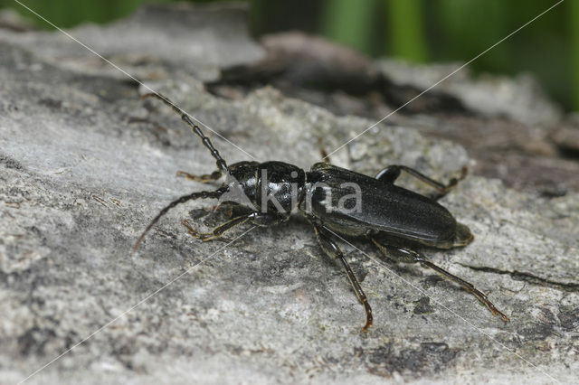 Roodbruine sparrenboktor (Tetropium castaneum)