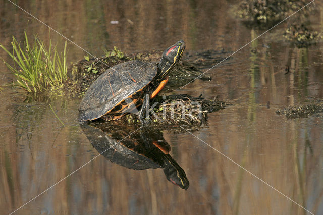 Red-Eared Slider (Trachemys scripta elegans)