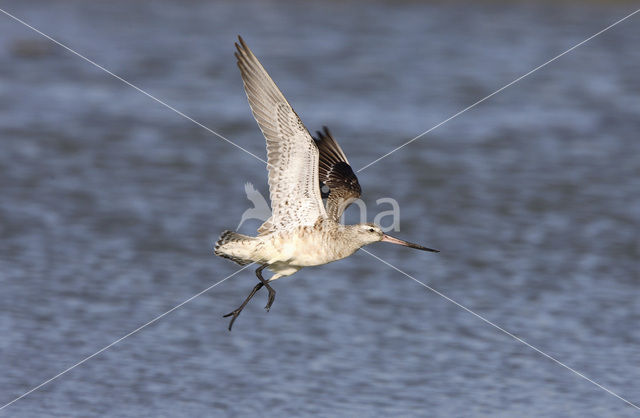 Bar-tailed Godwit (Limosa lapponica)