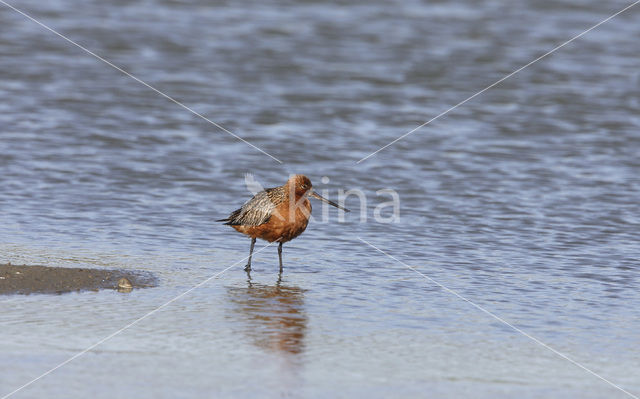 Bar-tailed Godwit (Limosa lapponica)