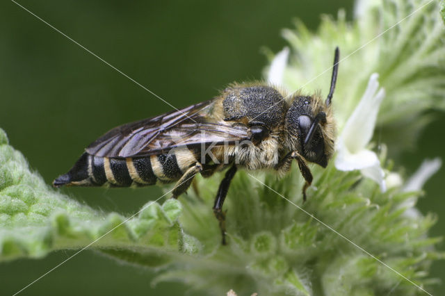 Coelioxys rufescens