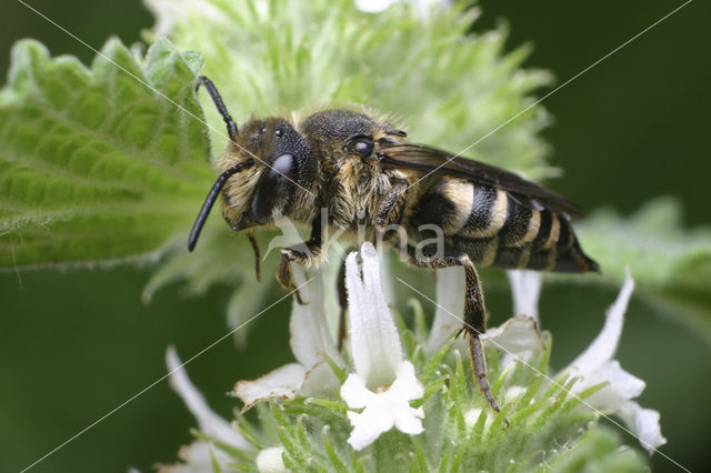 Rosse kegelbij (Coelioxys rufescens)