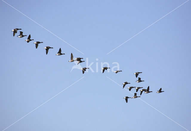 Rotgans (Branta bernicla)