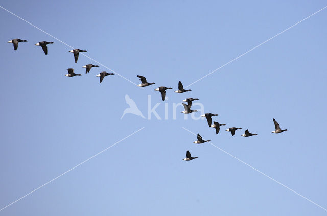 Rotgans (Branta bernicla)