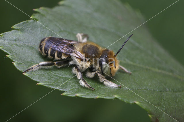 Rotsbehangersbij (Megachile pilidens)