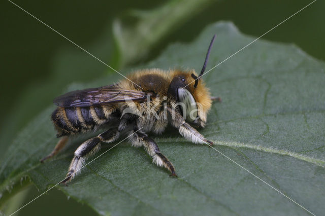 Rotsbehangersbij (Megachile pilidens)