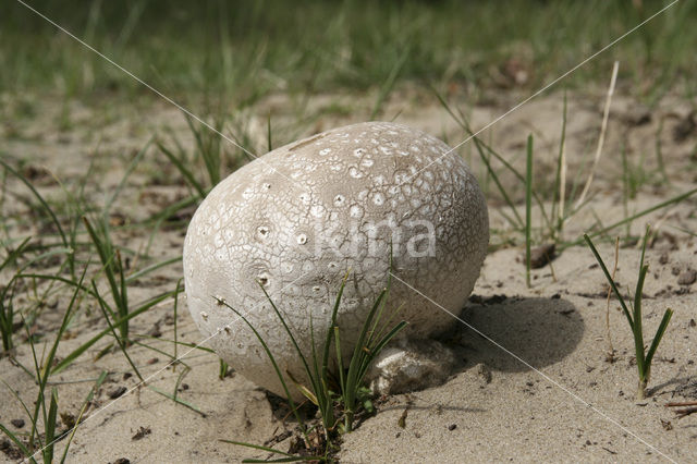 Ruitjesbovist (Calvatia utriformis)