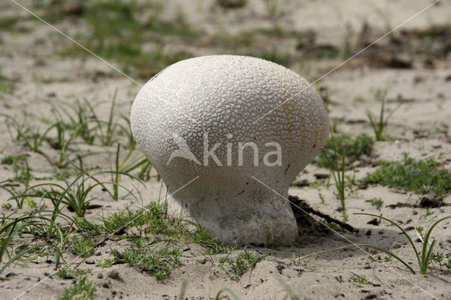 Ruitjesbovist (Calvatia utriformis)