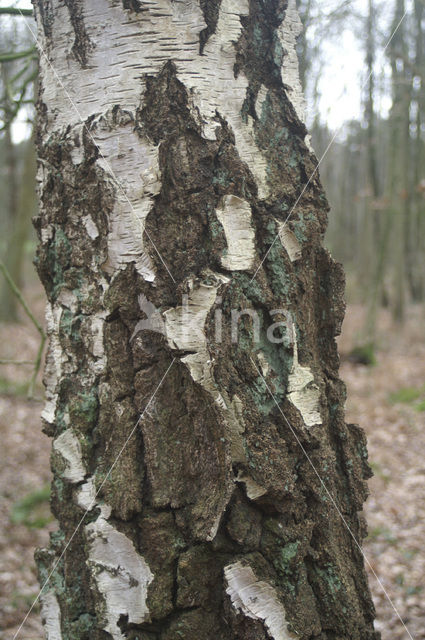 Ruwe berk (Betula pendula)