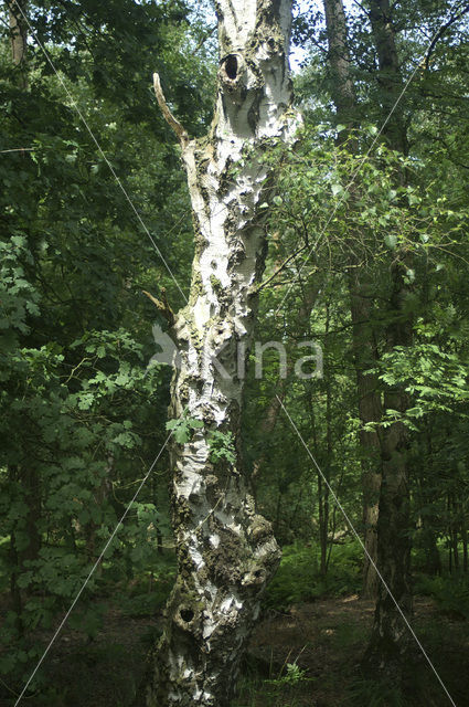 Silver Birch (Betula pendula)