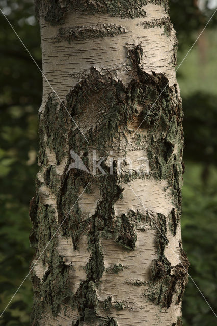 Ruwe berk (Betula pendula)