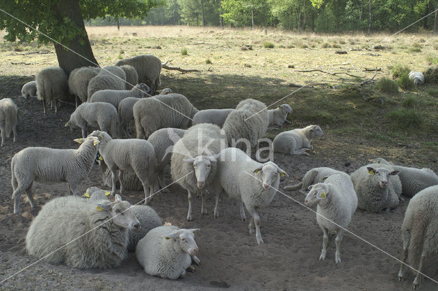 Schaap (Ovis domesticus)