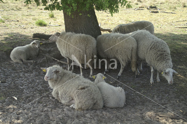 Schaap (Ovis domesticus)