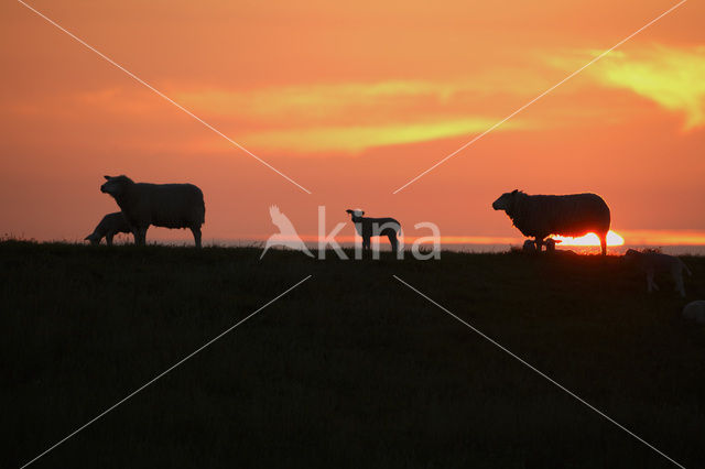 Sheep (Ovis domesticus)