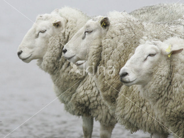 Sheep (Ovis domesticus)